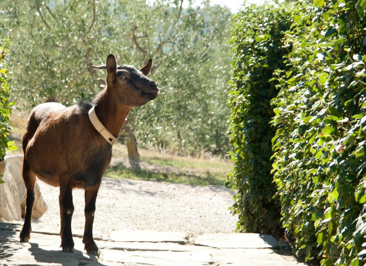 Tenuta Di Forte Sorgnano Gualdo Cattaneo 外观 照片